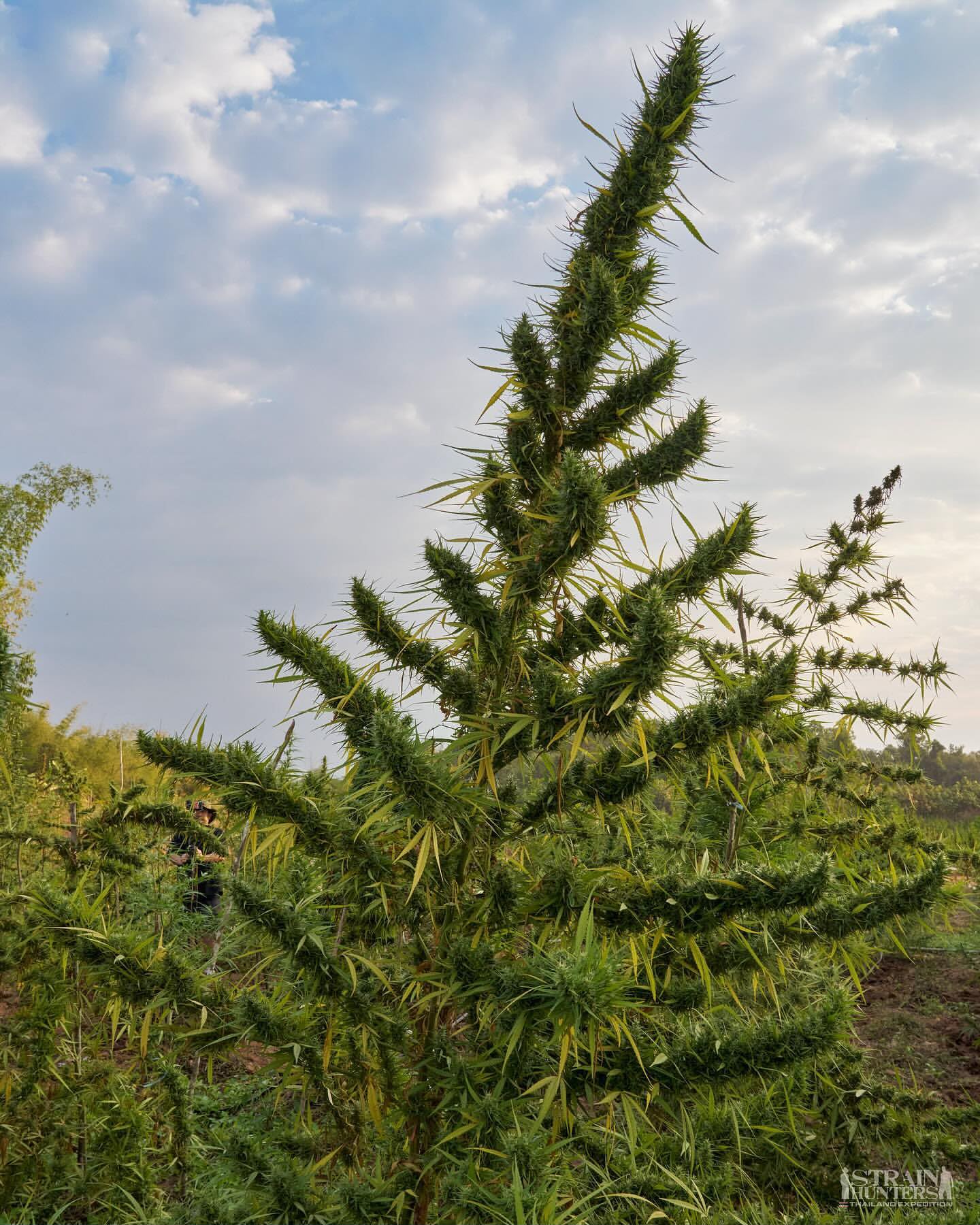 A tall flowering landrace plant standing above an open expedition field under a cloudy sky