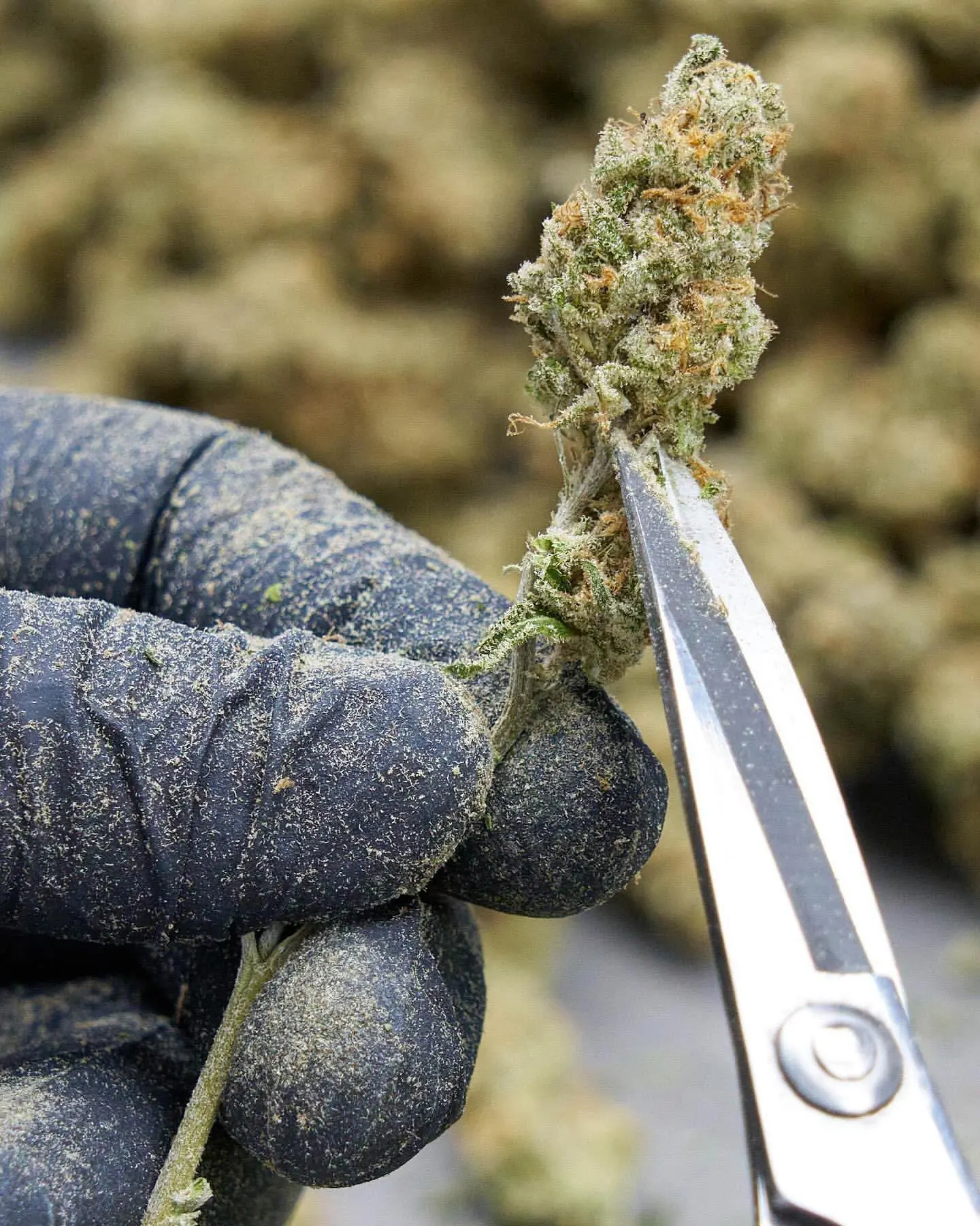 Gloved hands trimming a cured flower with precision scissors