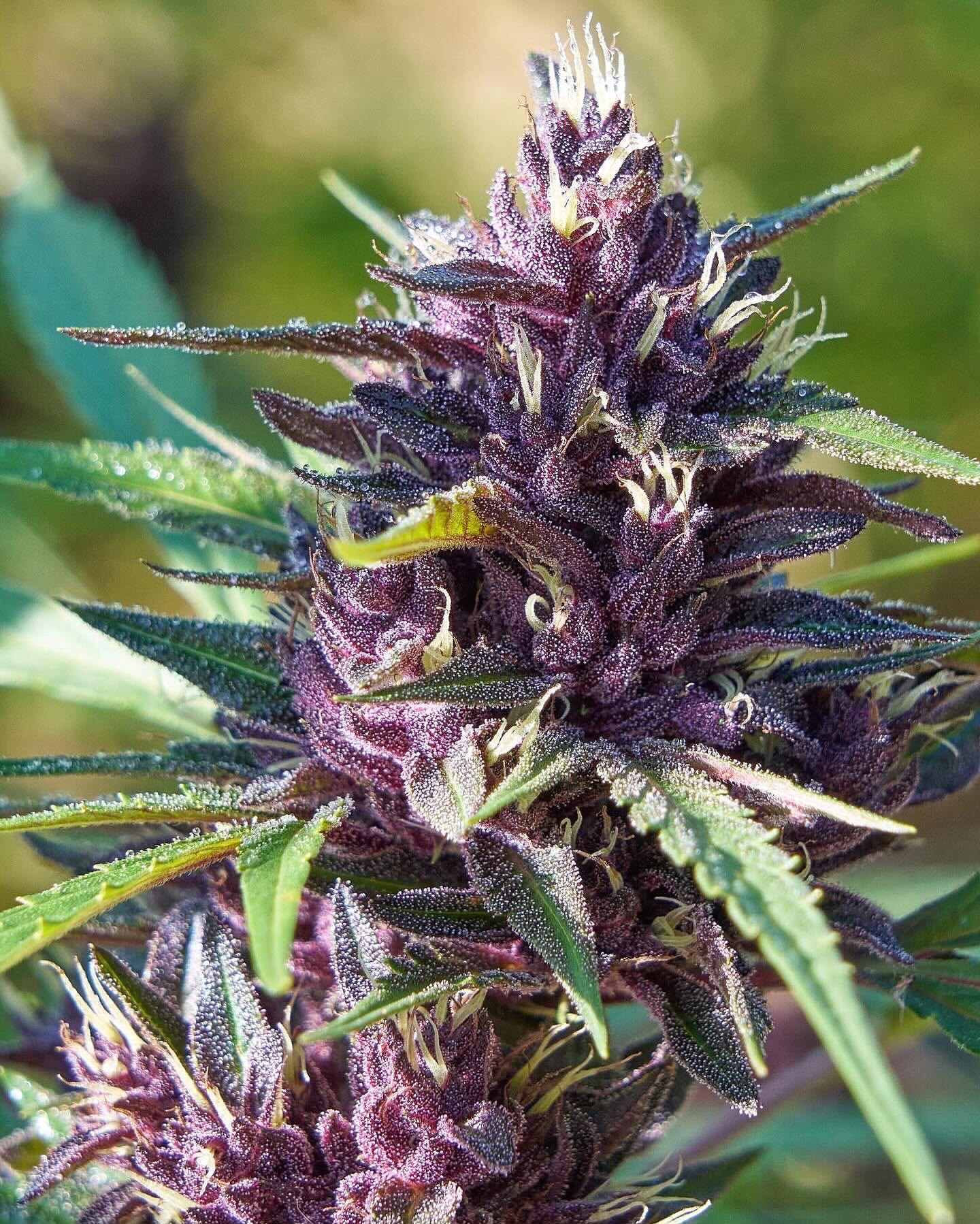 Close-up of a deep purple flower covered in morning dew