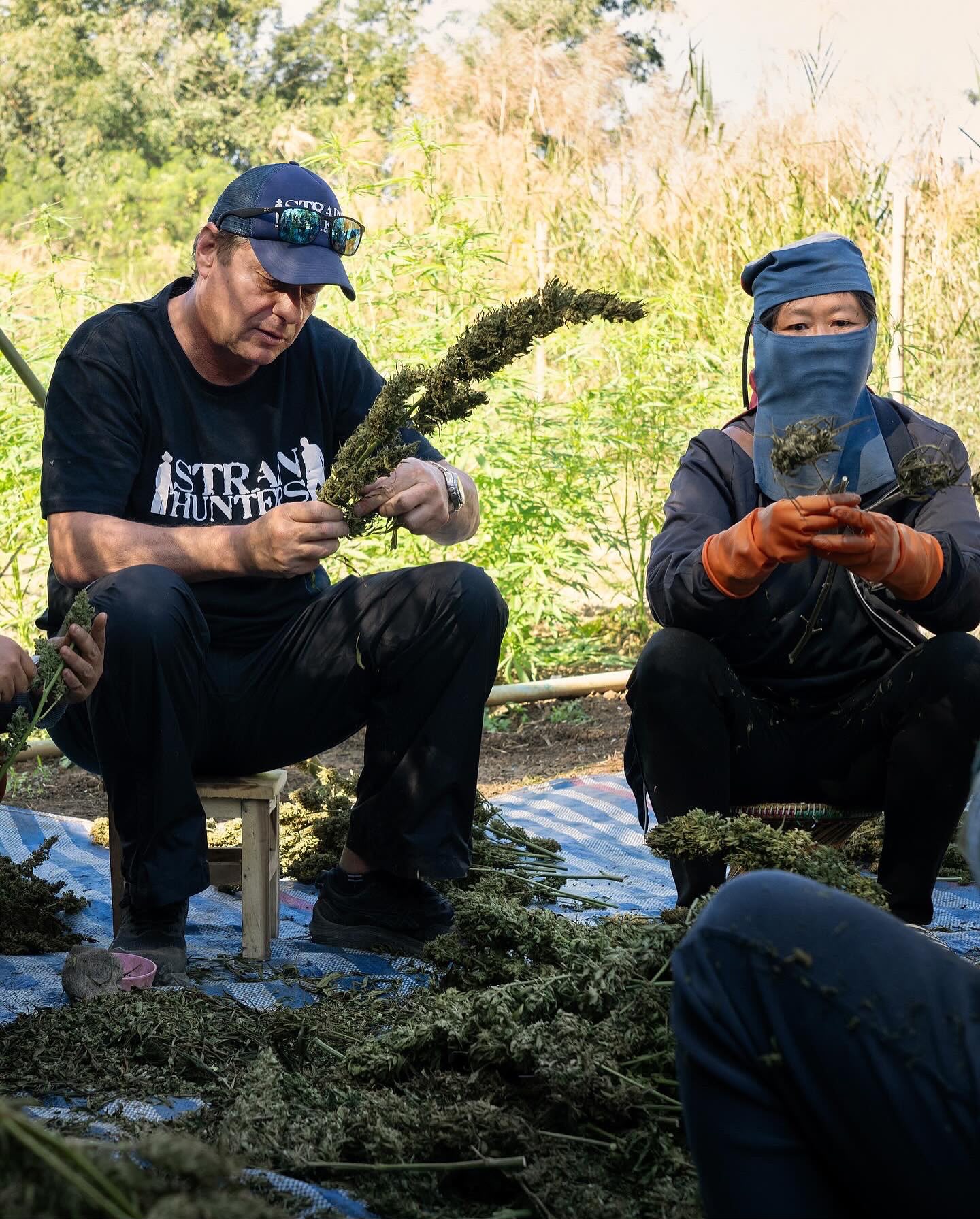 People seated on a tarp trimming harvested flowers by hand beside tall standing plants