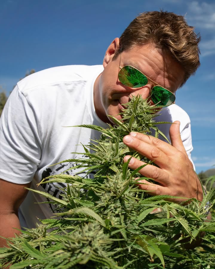 Arjan Roskam inspecting the aroma of an outdoor flower under a clear blue sky