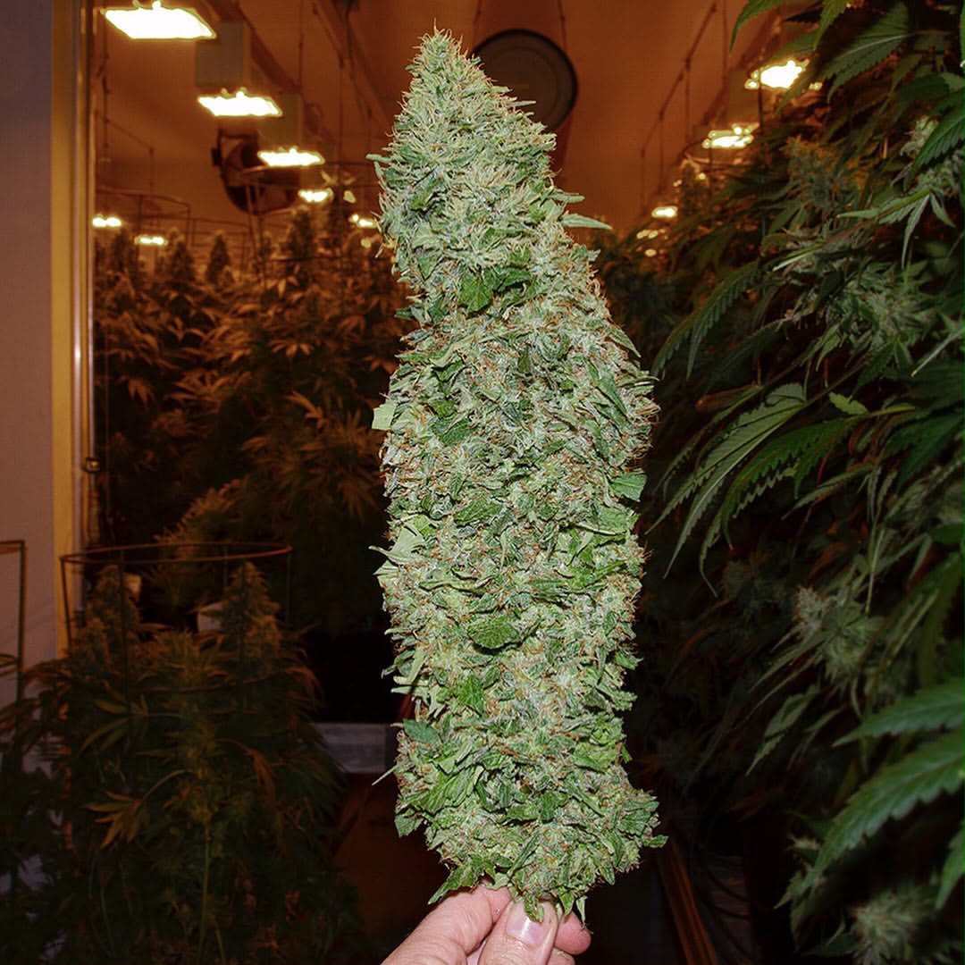 A single large cola held up inside the grow room for inspection