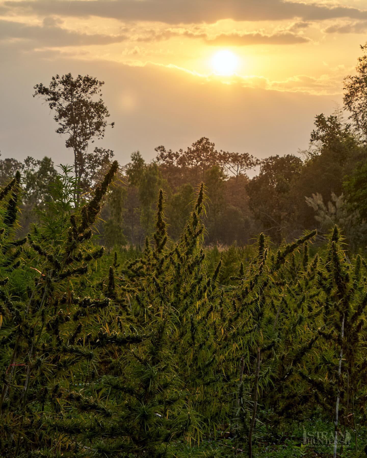 Sunrise over an open field of landrace plants during a Strain Hunters expedition