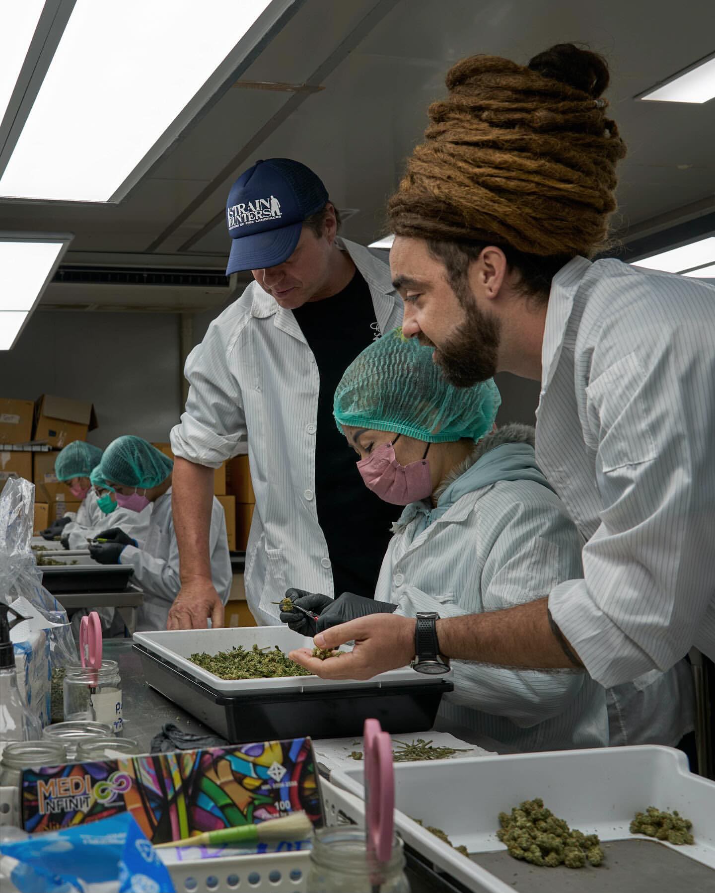 Team members inspecting flowers on trays in a clean processing facility