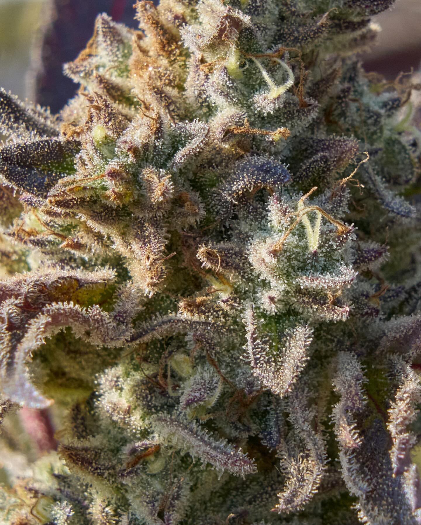 Macro detail of resin-covered trichomes on a mature flower