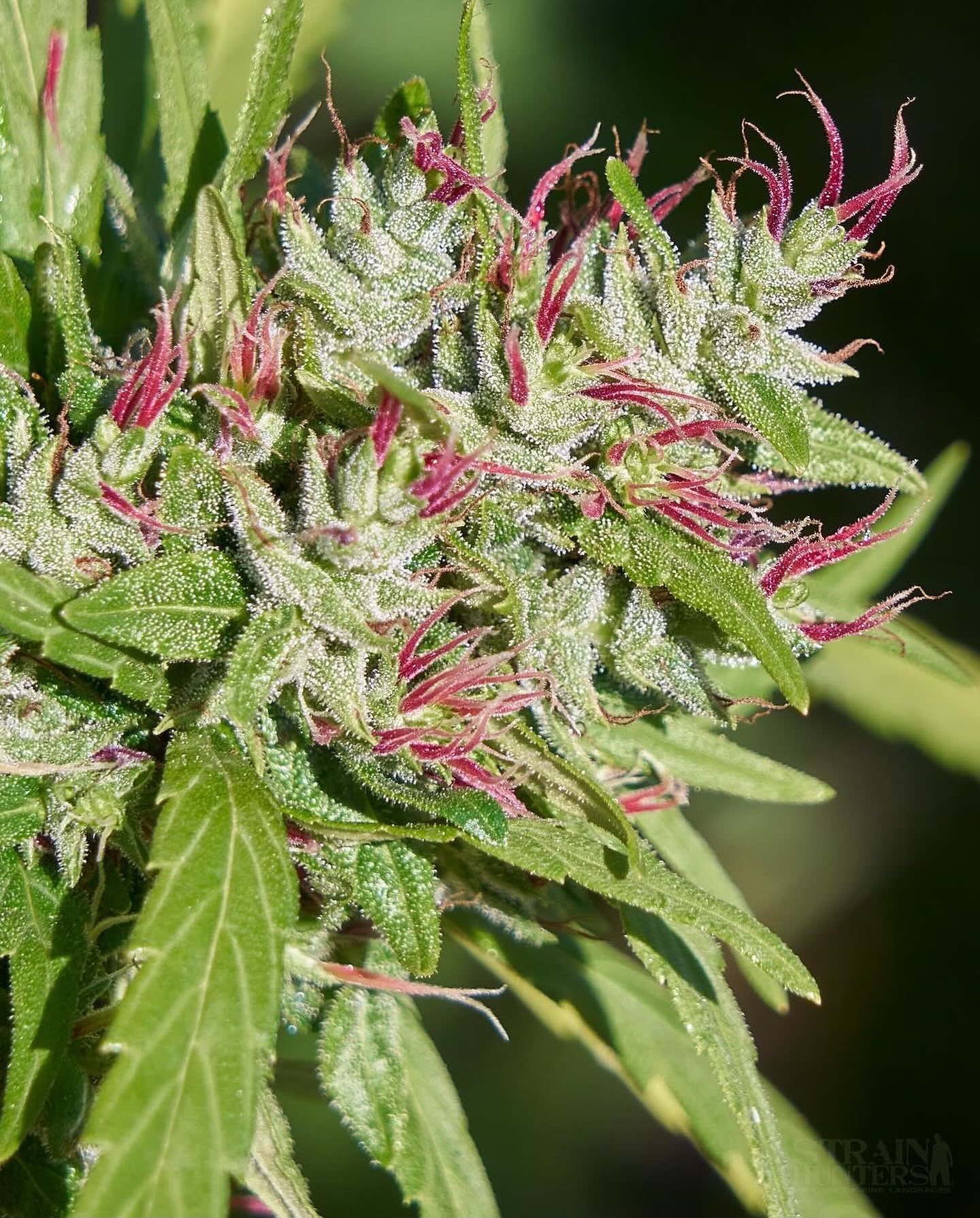 Macro photograph of a flower cluster with bright pink pistils and dense resin glands
