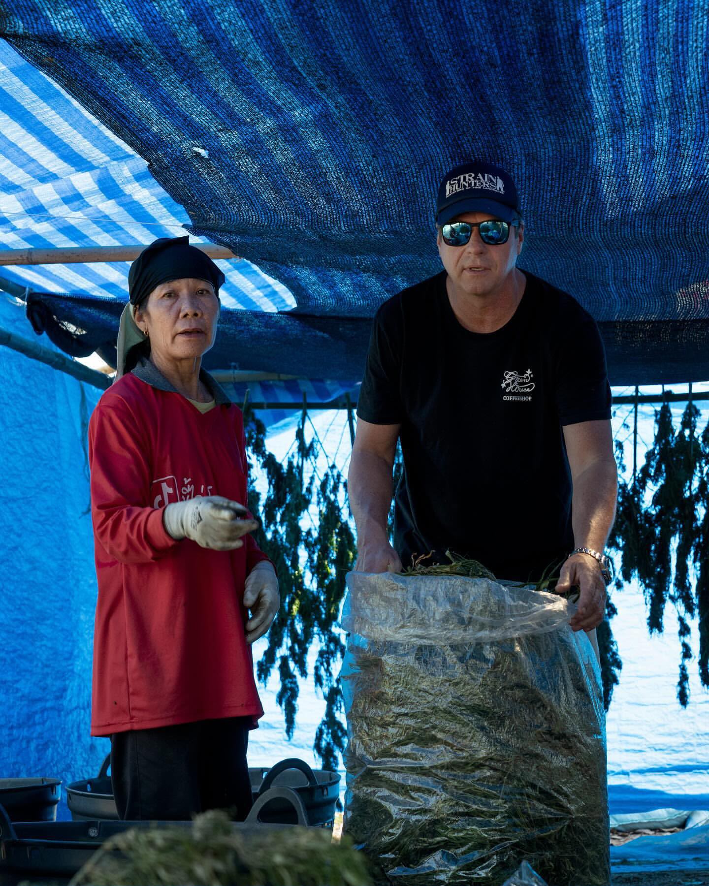 Two people working under a blue shade net with harvested plants hanging to dry behind them