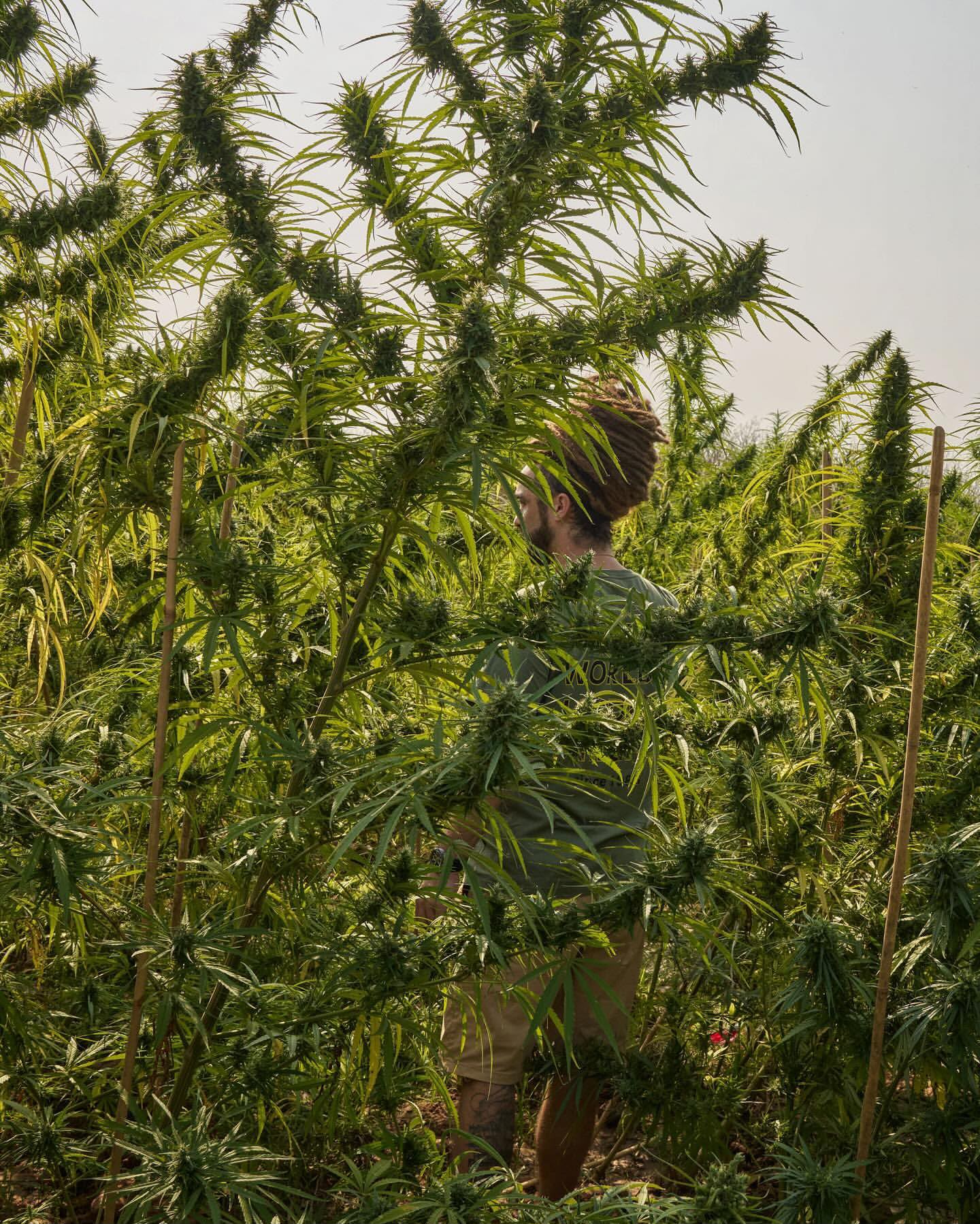 A team member walking through towering landrace plants during a field expedition