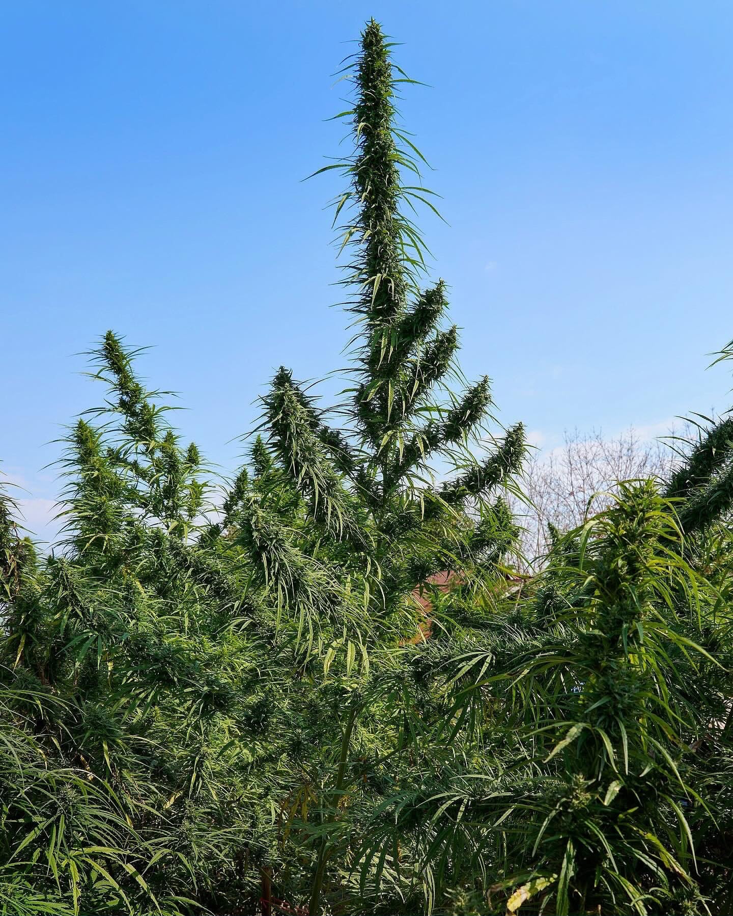 Tall outdoor landrace plants photographed from below against a blue sky